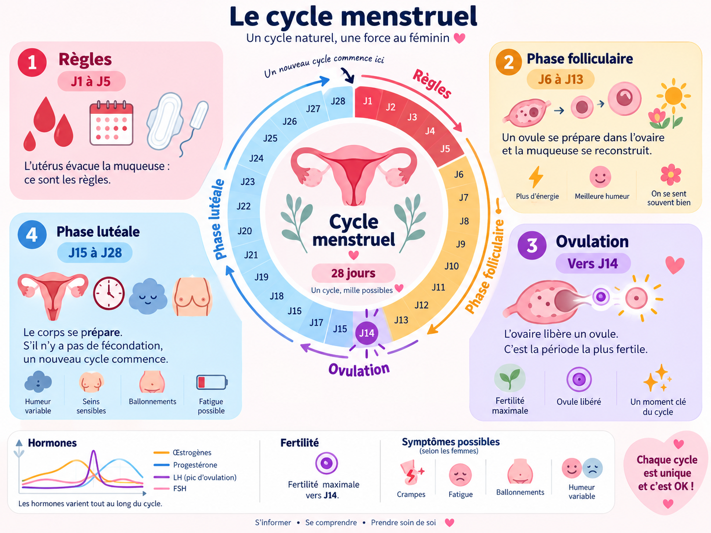 Schéma du cycle menstruel